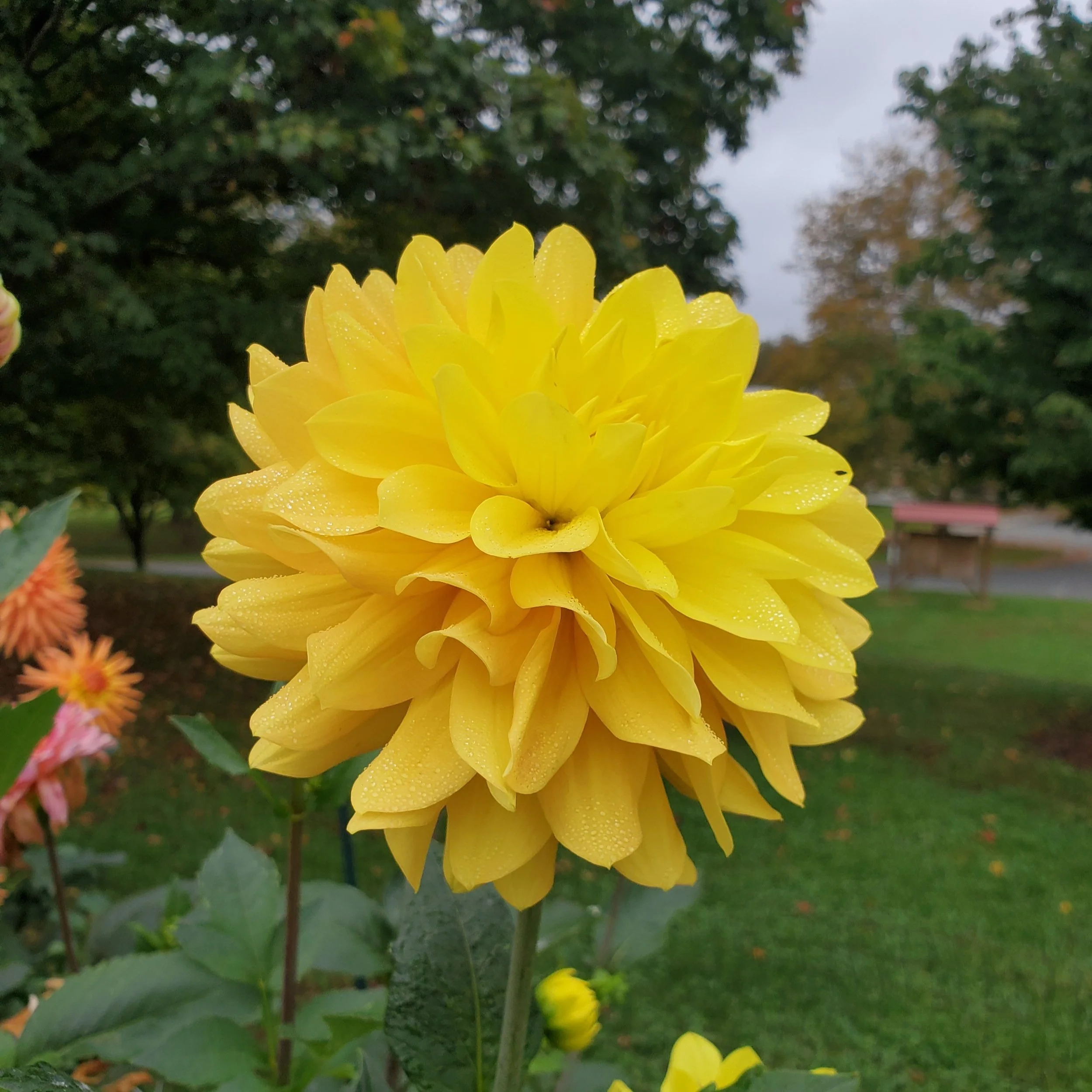 HOLLYHILL+YELLOW+BEAUTY.jpg?